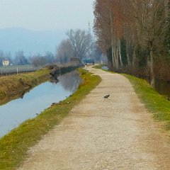 P1170659  Numerose gallinelle d  acqua.